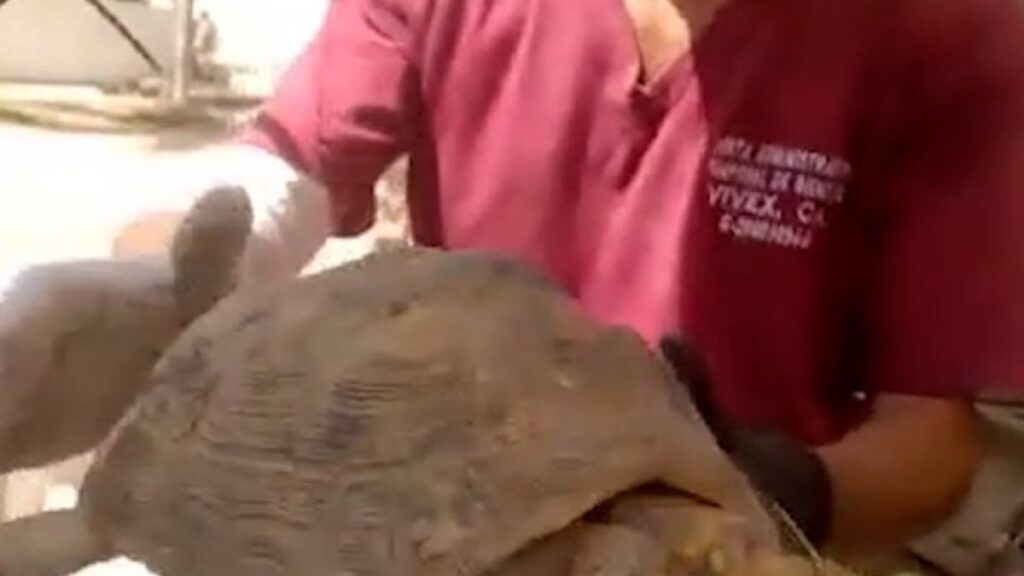 Turtle rescued from rubble a month after Venezuela earthquake | Earthquakes