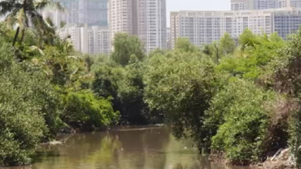 Mumbai’s mangroves under threat as city pushes ahead with major infrastructure projects