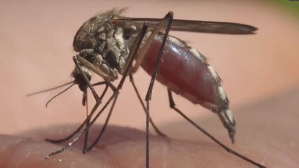 Mosquitoes are ‘bugging’ Saskatchewan, with numbers way up compared to past years