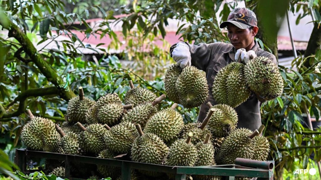 Vietnamese coffee farmers ride China’s durian wave