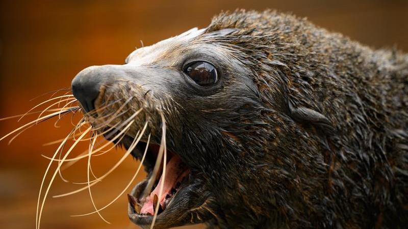 Australia H5 Bird Flu: Fears for WA sea life following first death of seal to bird flu in Australian mainland