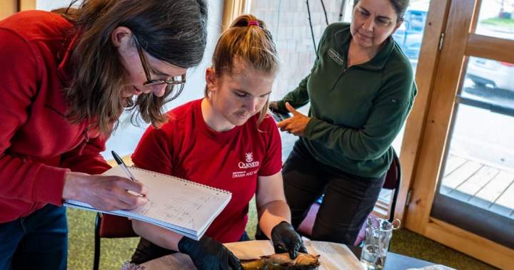 Researchers tracking whether contagious catfish cancer in Quebec has spread to N.B.