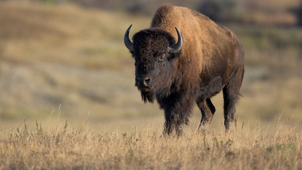 Tourists get dangerously close to massive bison in stunning nature video posted online
