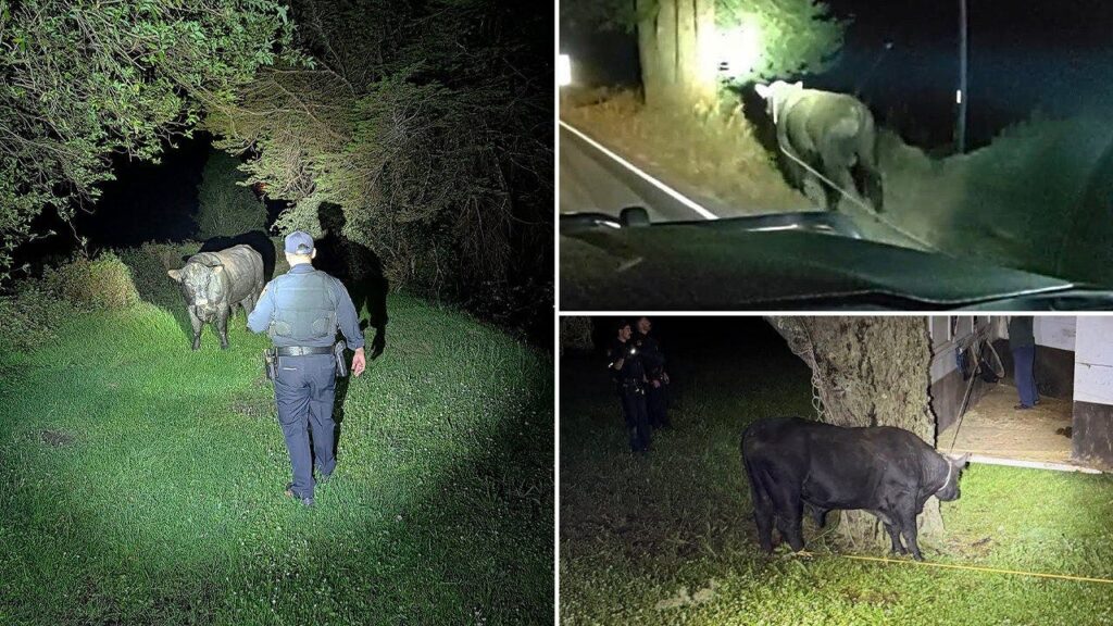 San Mateo County sheriff and CHP wrangle a loose bull on Highway 35