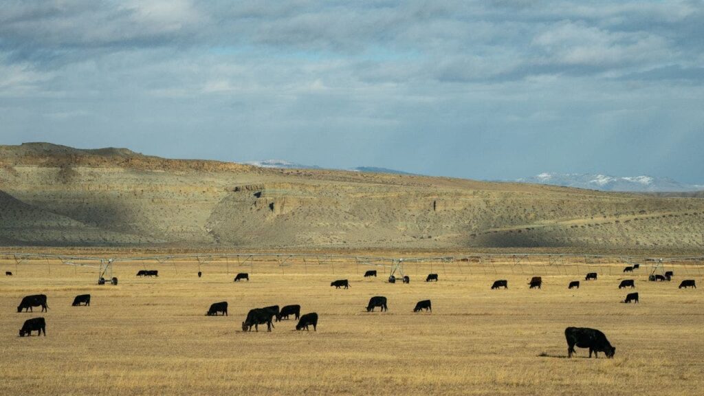 James Byrd wins Wyoming’s Democratic primary for open Senate seat