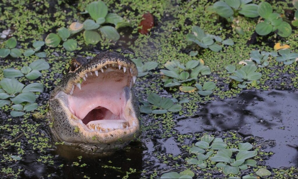 Triathlete who survived alligator attack tells harrowing story of his escape: ‘I got super lucky’