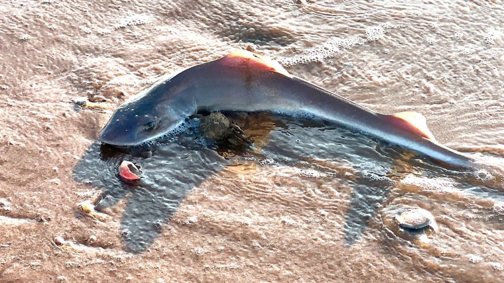 29 dead dogfish sharks are discovered on Sea Isle City on Jersey Shore