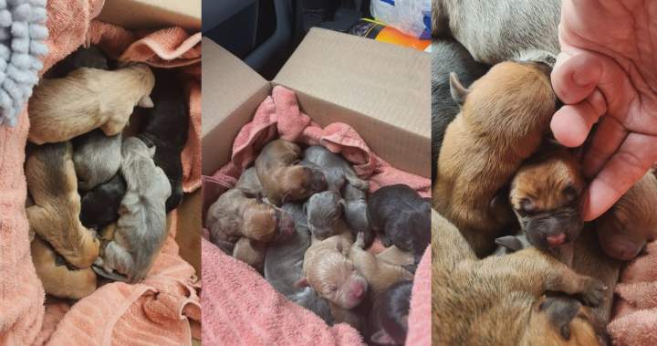 Abandoned puppies now in foster homes after found in box in Brantford