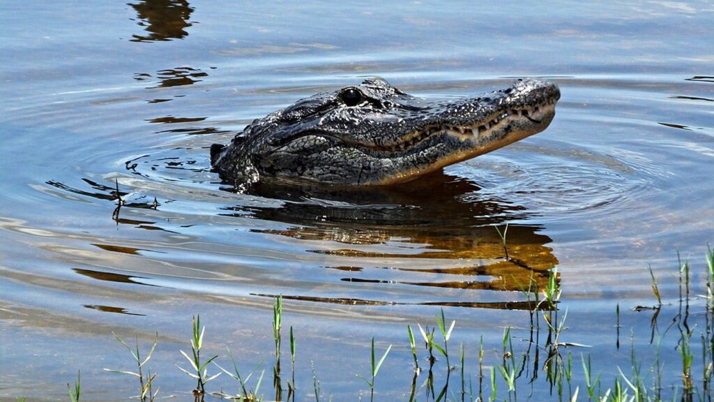Triathlete channels his inner ‘Three Stooges’ to escape harrowing alligator attack in South Carolina