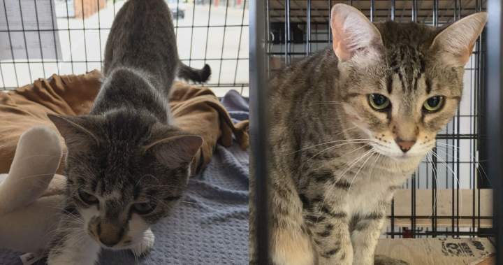 London-area animal rescue faces $200K bill after cats seized by province