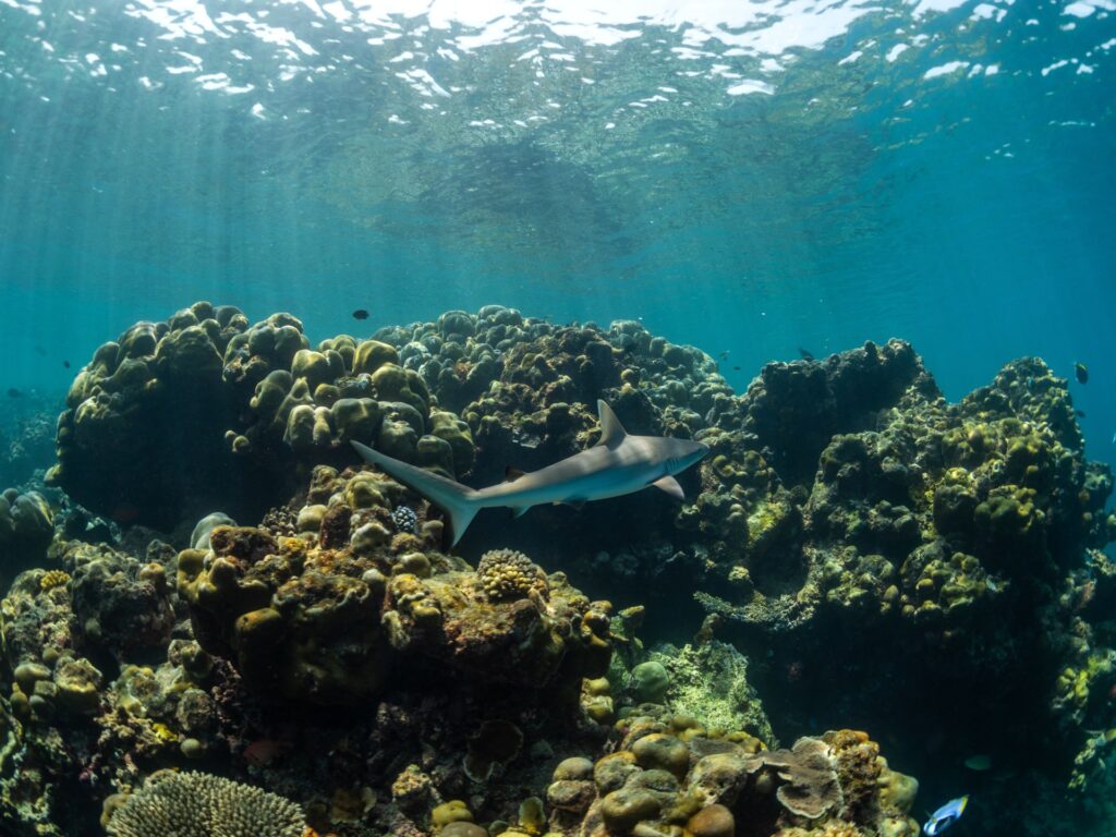 Global coral reef coverage risks irreversible decline, new report warns | Climate Crisis News