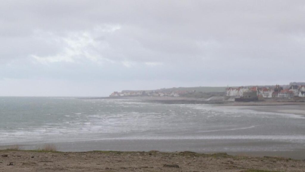 Jellyfish close down France's largest nuclear reactor