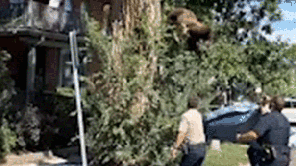 Black bear tranquilized and caught after falling from tree in Denver
