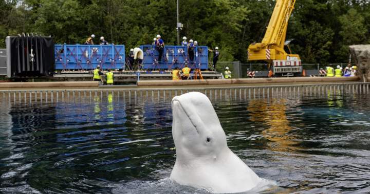 Another six whales being moved out of Marineland, headed to U.S. aquariums