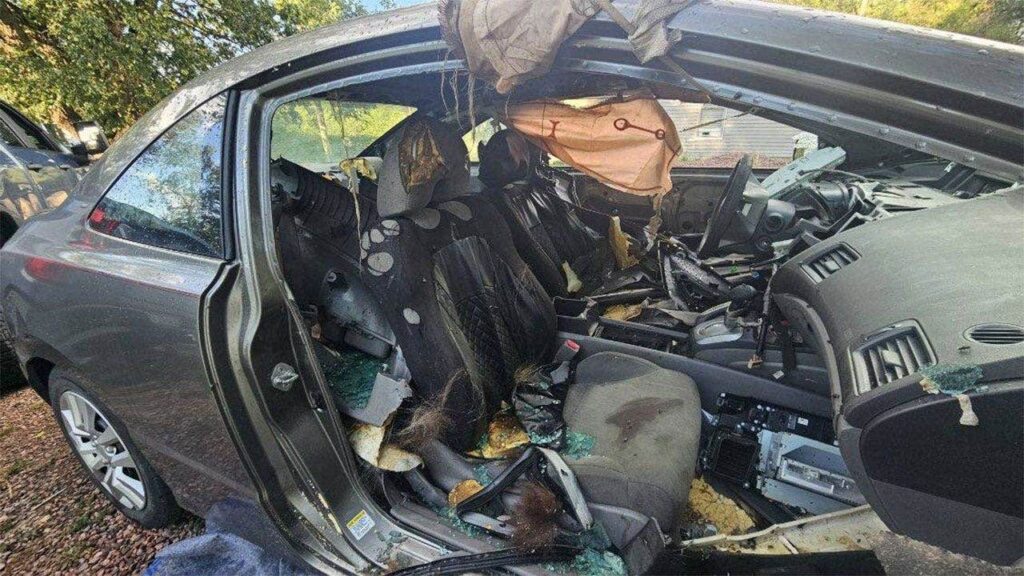 Colorado Springs bear dies after getting trapped inside unlocked car: report