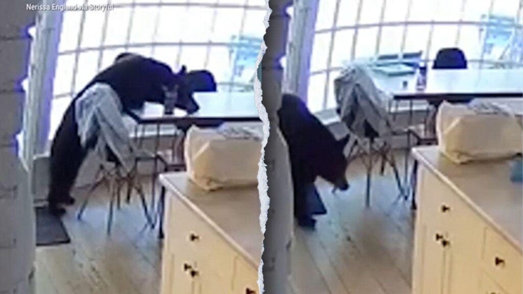 Bear enters Colorado Springs home and eats trash from the kitchen