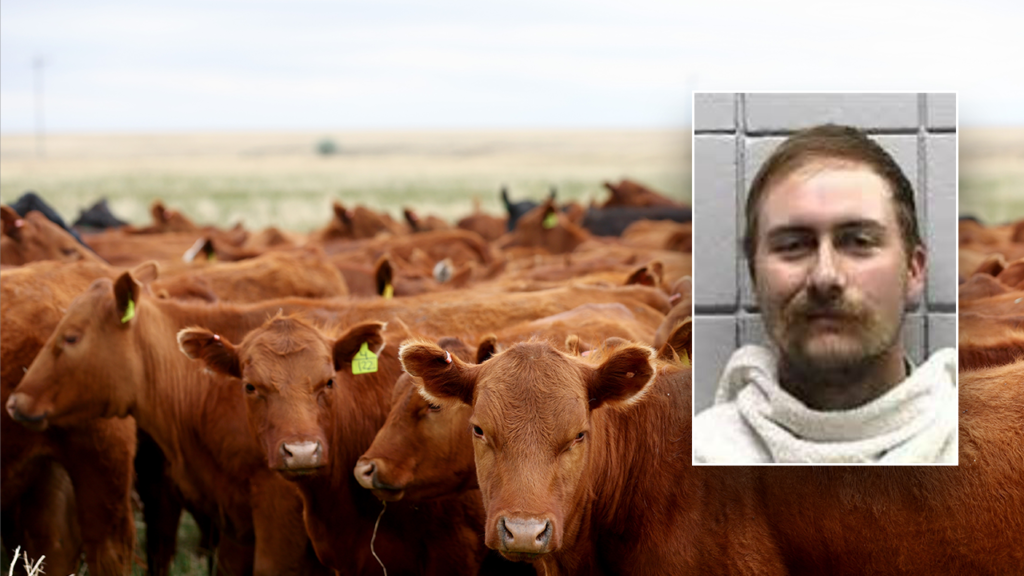 Texas man charged with cattle theft after buying 77 head on bad checks