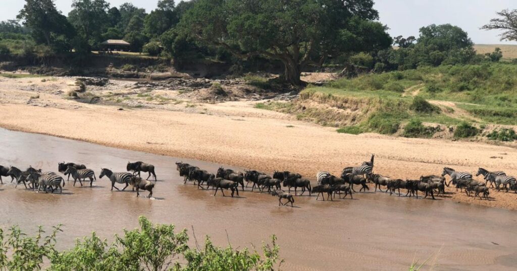 The battle for the Maasai Mara: Can Kenya’s most iconic ecosystem be saved? | Wildlife