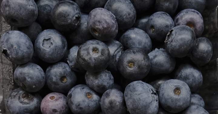 ‘No indication’ U.S. blueberry recall for death risk impacts Canada: CFIA – National