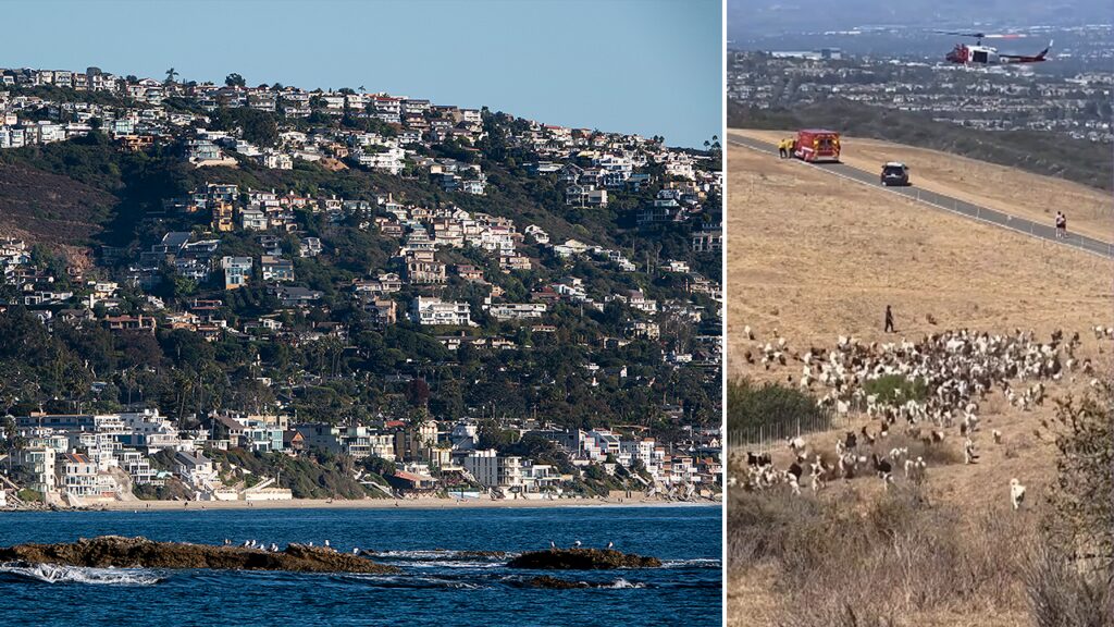 Laguna Beach Police hail sheepdog as honorary first responder after rescue