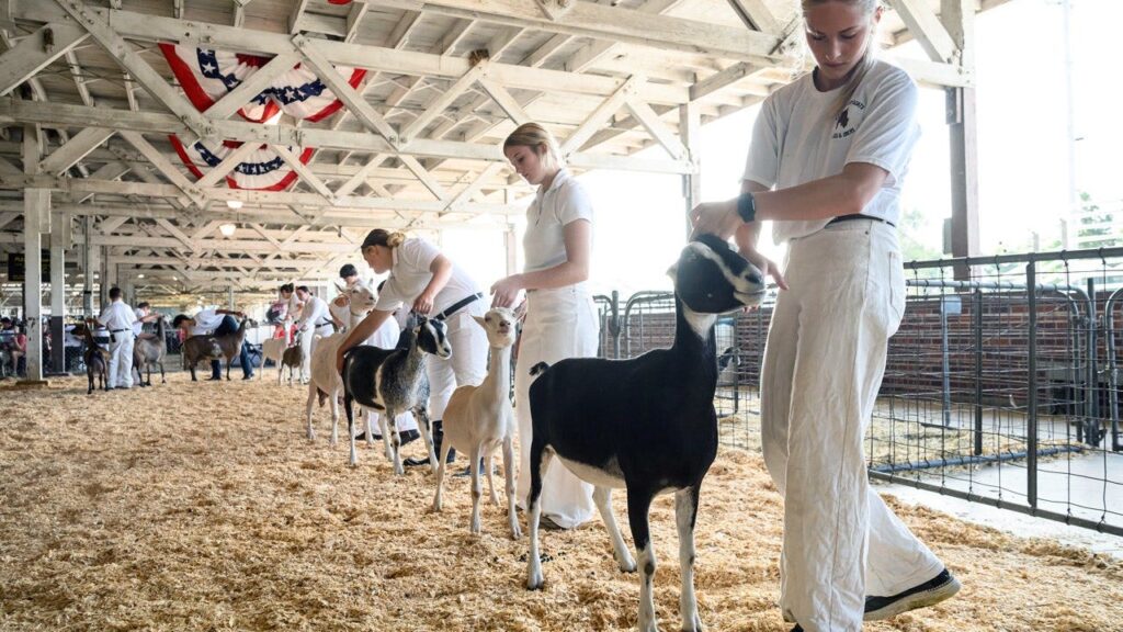 North Carolina issues rabies warning after petting zoo goats test positive