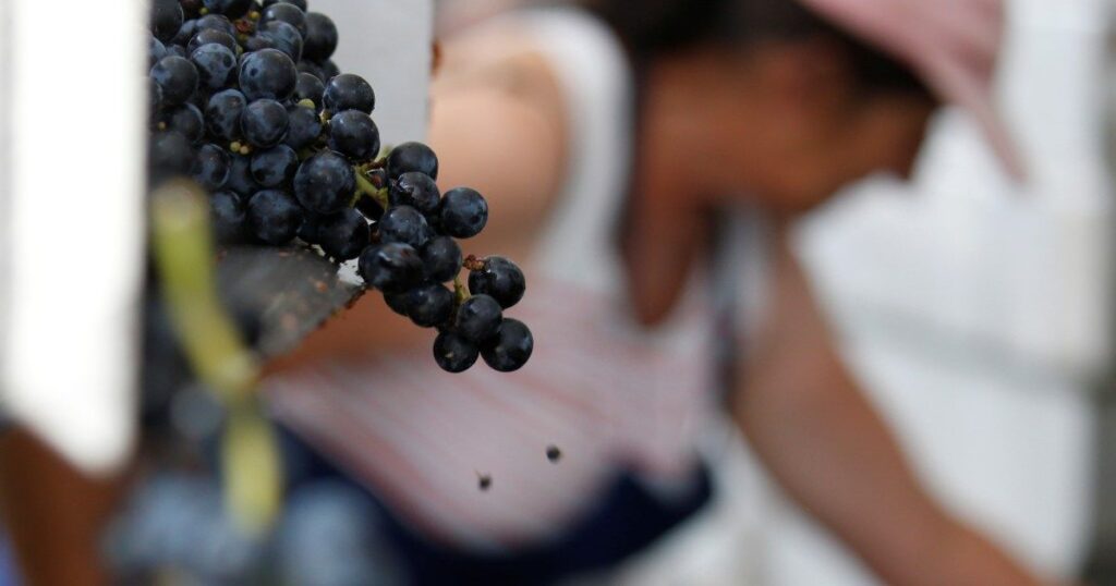 How wildfires are scorching France’s wine industry | Climate News