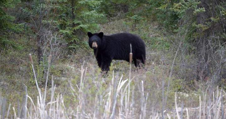 Woman airlifted to hospital after bear attack near Whistler, B.C.