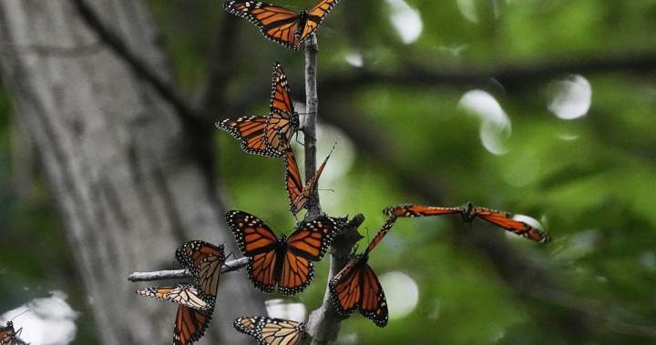 Anyone with a cellphone can help track monarch butterflies tagged in New Brunswick – New Brunswick