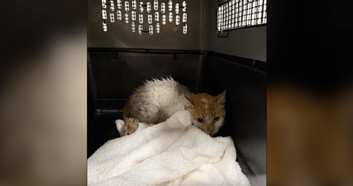 Montreal cat returns home after 2 weeks on loose at Toronto Pearson airport – Montreal