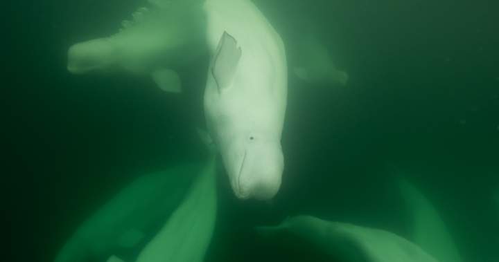 Polar bear, beluga conservation, education in Churchill, Man. – Winnipeg