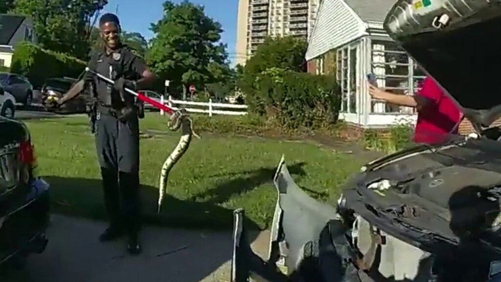 New Jersey police remove front bumper to free ball python from car