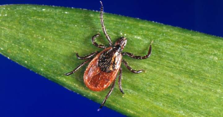 Pharmacy treatments for Lyme disease cut N.S. emergency visits in half: study – Halifax