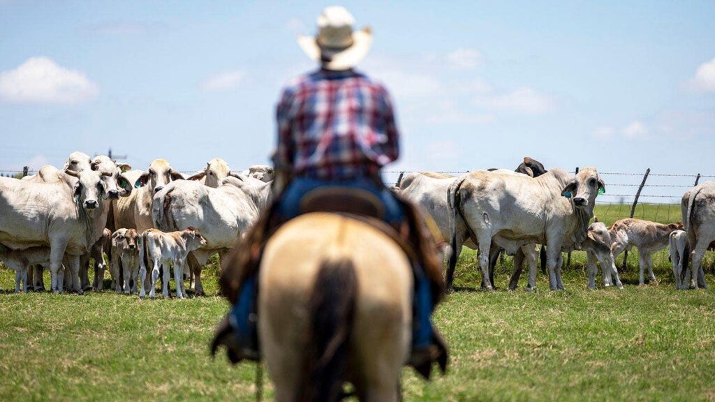 Trump’s beef imports draw GOP backlash from ranchers in key states