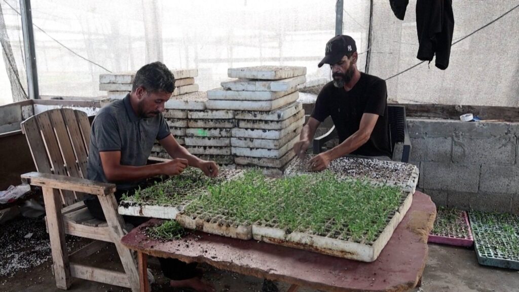 Gaza farmers restore seed bank to preserve local crops | Newsfeed