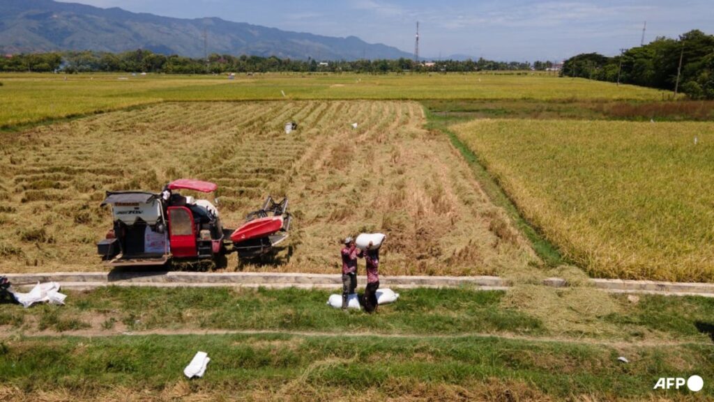 Indonesia says will halt forest destruction for rice paddies