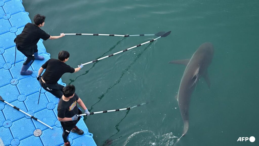 South Korea’s celebrity shark back in canal, prompting new rescue bid
