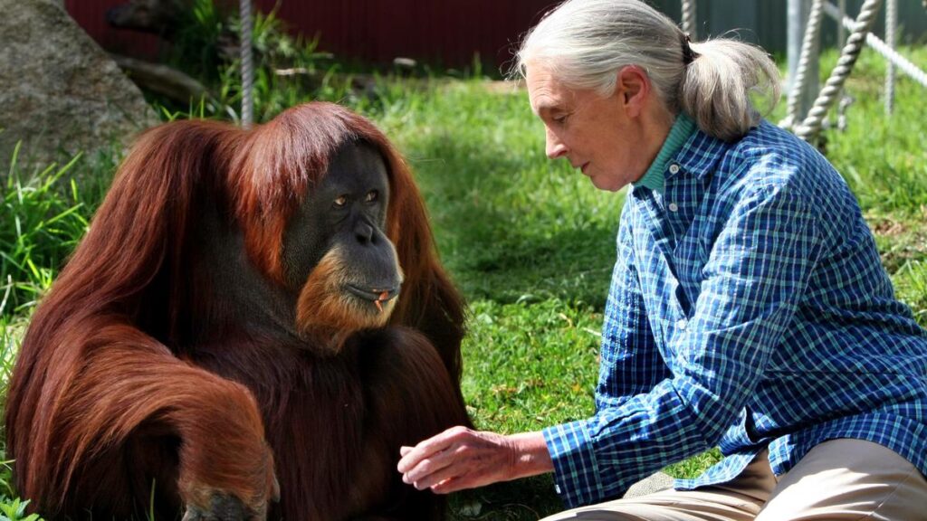 Perth Zoo farewells one of world’s oldest Sumutran orangutans, 56-year-old Puteri
