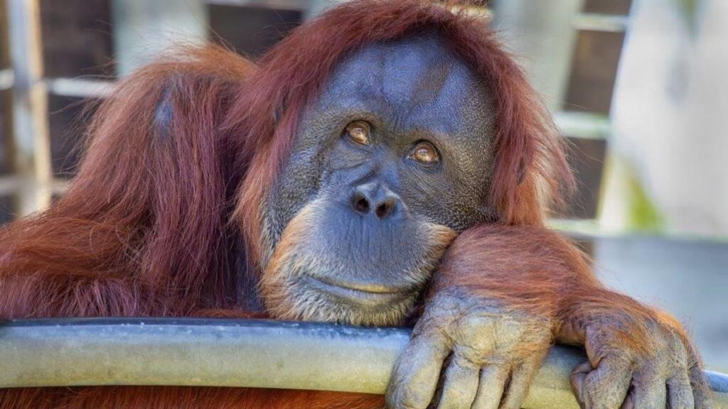 World’s oldest Sumatran orangutan Puteri, aged 56, farewelled after being humanely euthanised at Perth Zoo