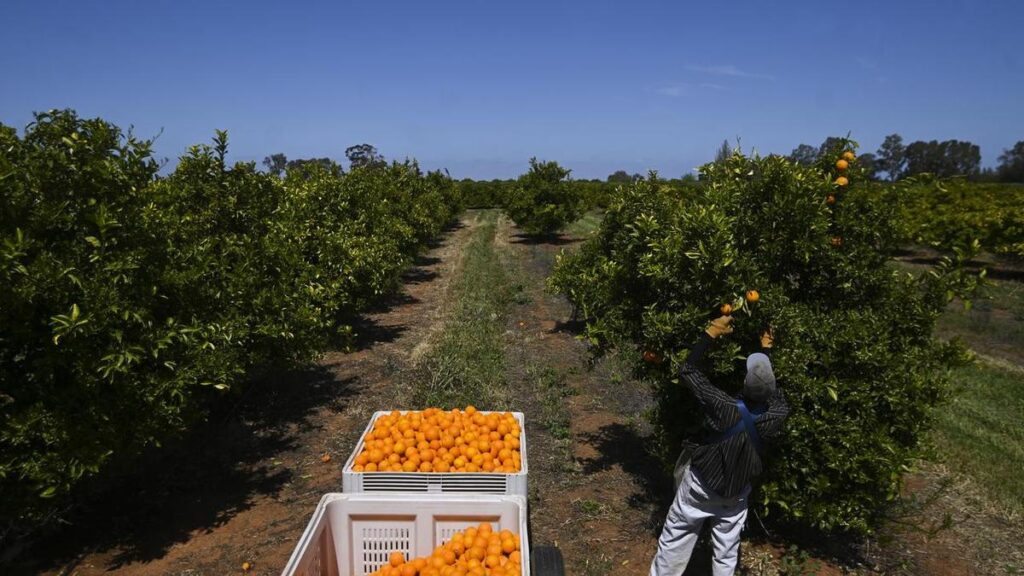 Backpacker visa cuts spark fears of rotting crops