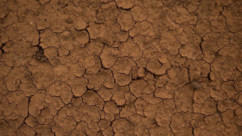 Grain farmers in Wickepin and surrounds brace for significant crop loss due to lack of rainfall