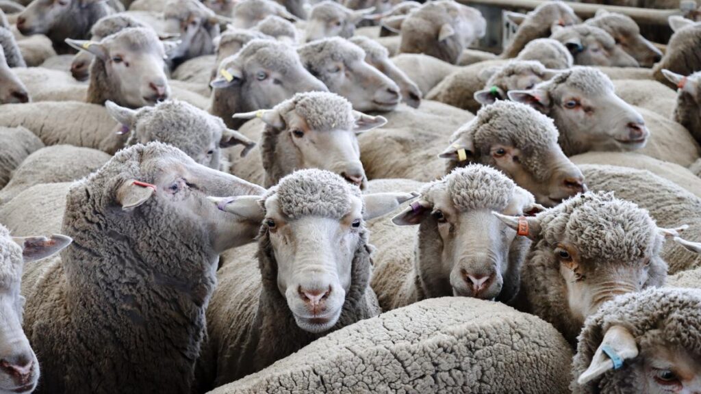 WA’s sheep saleyard transactions decline, cattle transactions rise in 2025-26 financial year