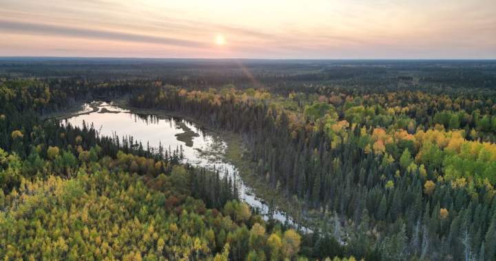 Swath of Ontario boreal forest larger than Toronto to be protected from development
