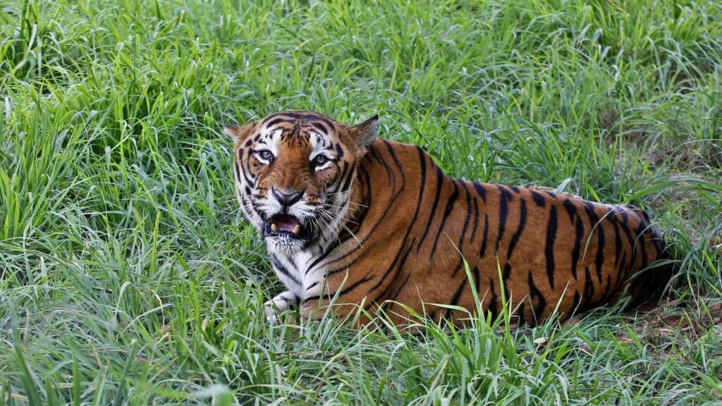 'Grounds for hope' even as wildlife numbers dive