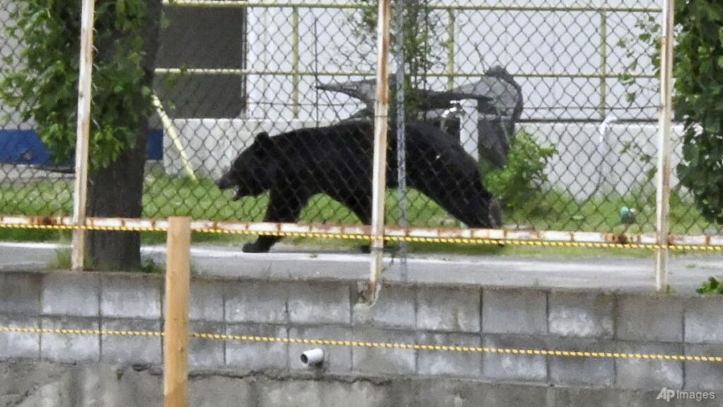 As bear encounters surge, Japan looks beyond culling