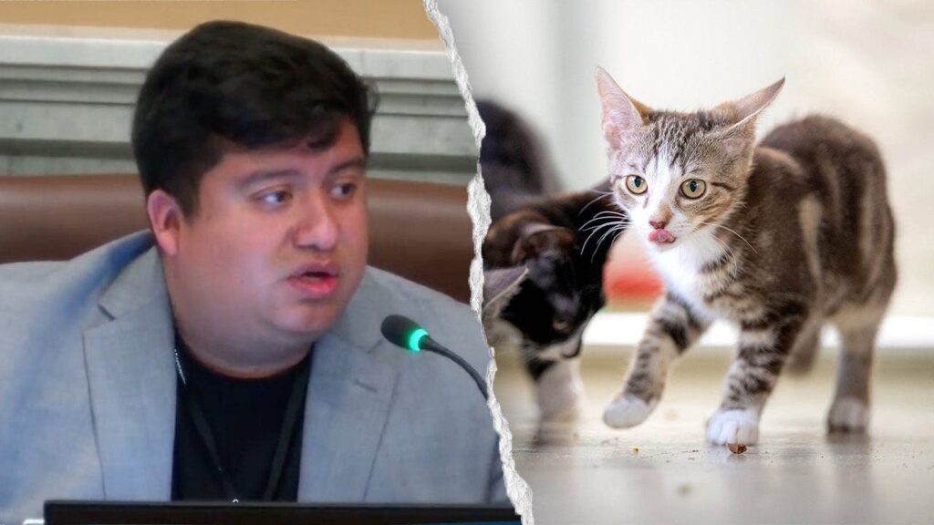 Minneapolis council member mocked for saying Waymo is killing cats