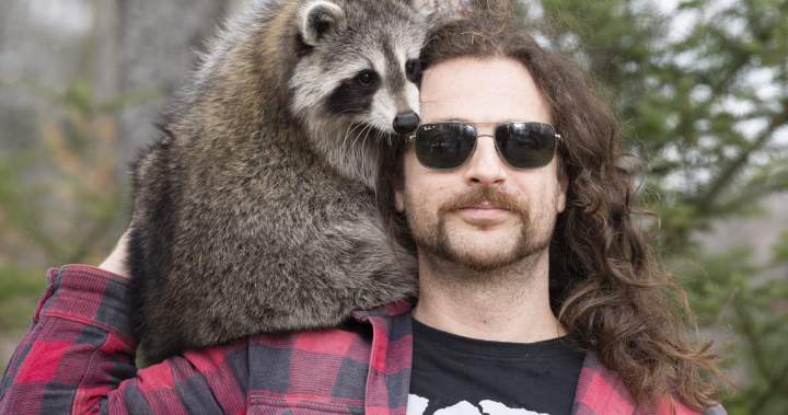 Montreal’s ‘raccoon guy’ collected over $110,000 in cryptocurrency fees – Montreal