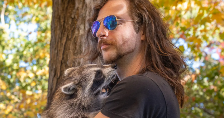 Montreal man fights charges after rescuing baby raccoon ‘Pepper’ that bonded to him – Montreal