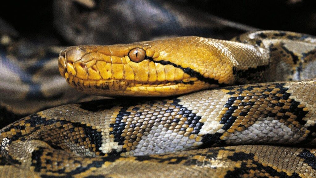 Python hunters snag Puerto Rico’s largest reticulated python on record after it was spotted strangling pet cat