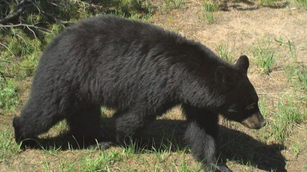 Idaho bear attack injures 2 outside home, one airlifted to hospital