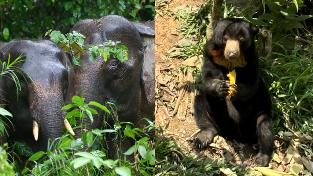 Why Sandakan should be on your Sabah travel list: Pygmy elephants, orangutans and UFO tarts